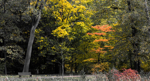 Trees in park during autumn