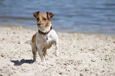 Jack russell terrier running on beach