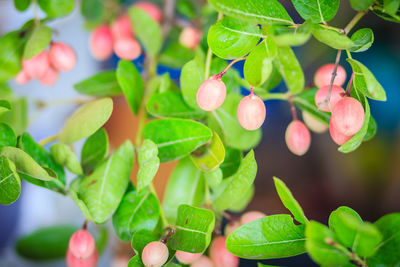 Close-up of fruits growing on plant