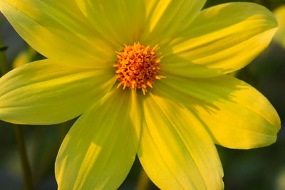 Close-up of yellow flowering plant