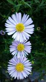 High angle view of white flowering plants