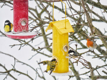 Yellow bird perching on a snow