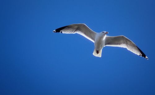 Low angle view of seagull flying