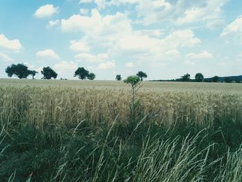 Scenic view of field against sky