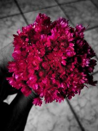 Close-up of red flowers blooming outdoors