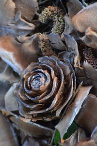 High angle view of shells on plant