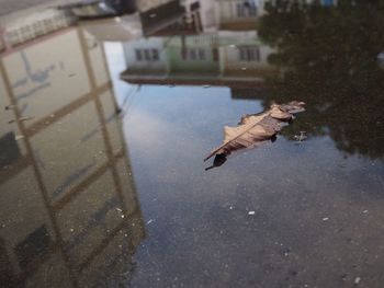 High angle view of bird flying in puddle