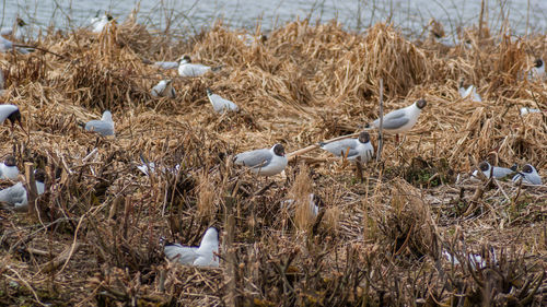 Birds perching on grass