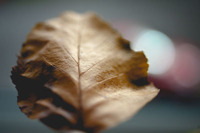 Close-up of leaf