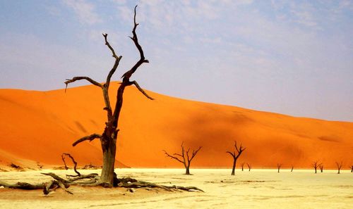 Bare tree on desert against sky