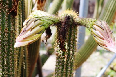 Close-up of flowers against blurred background