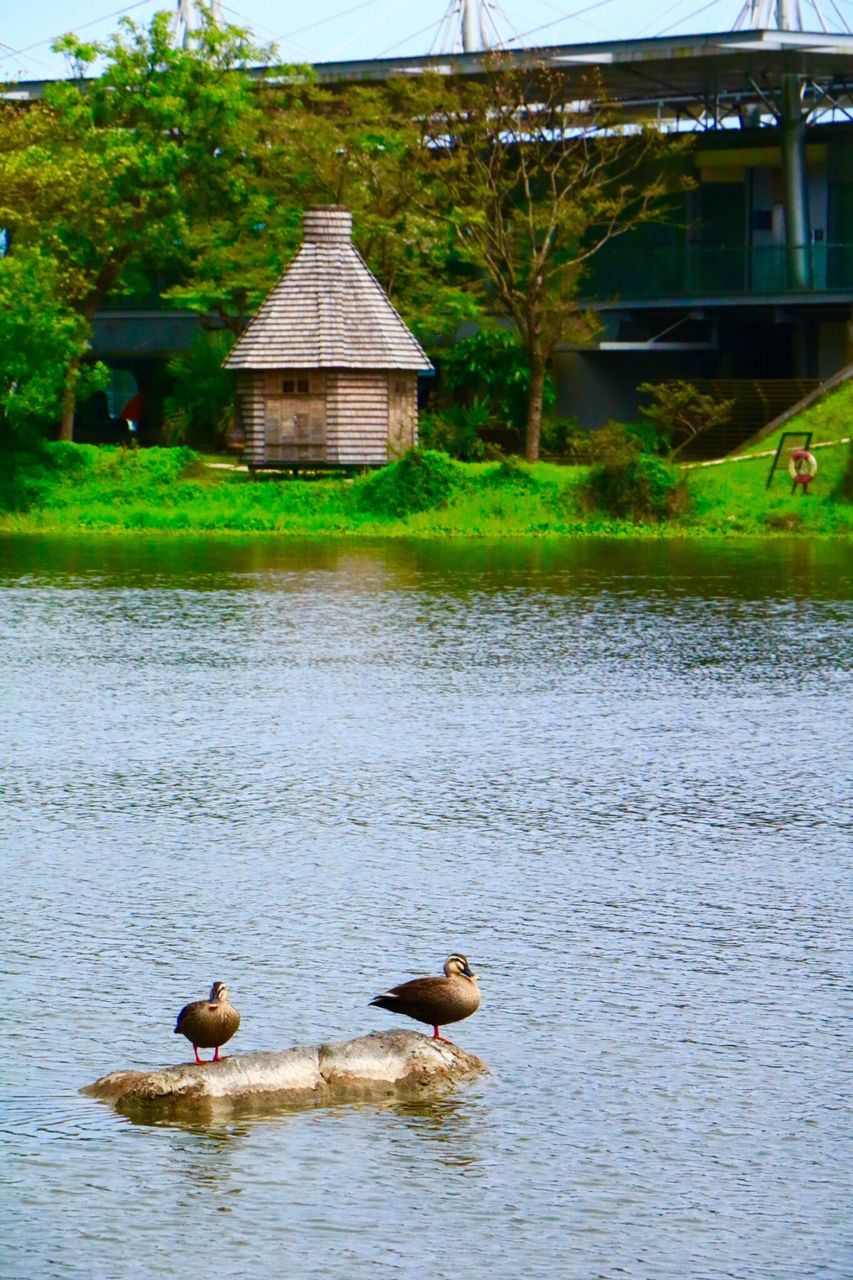 animal themes, animals in the wild, water, bird, day, no people, built structure, waterfront, outdoors, lake, nature, architecture, animal wildlife, building exterior, grass, beauty in nature, swimming, tree, mammal