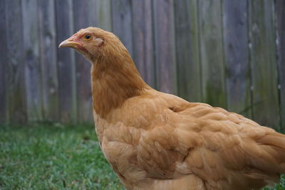 Close-up of a chicken