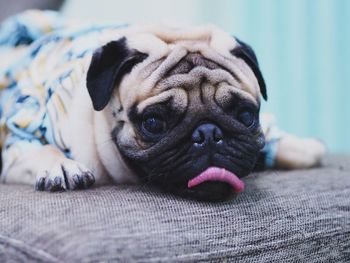 Close-up portrait of a dog