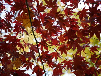 Close-up of maple leaves