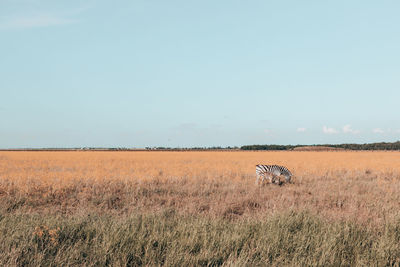 View of horse on field against sky