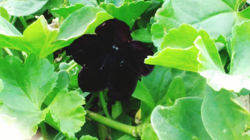 High angle view of black insect on plant