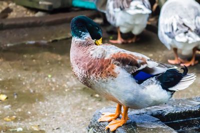 Close-up of bird perching on water