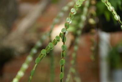 Close-up of fern