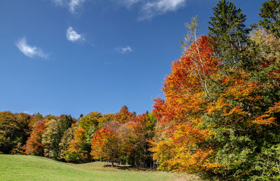 Scenic view of autumnal trees against sky