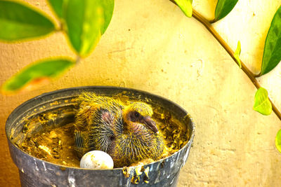 High angle view of crab in bowl
