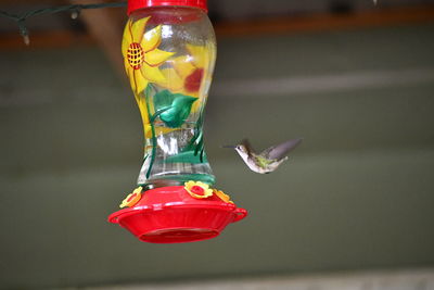 Close-up of bird flying