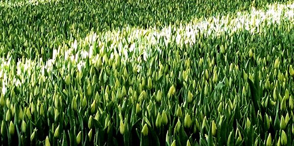 Full frame shot of corn field