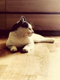 Close-up of a cat looking away