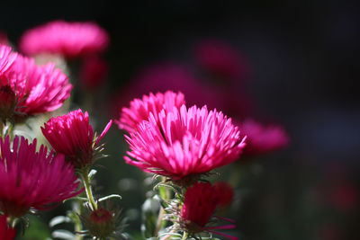 Close-up of pink flowering plants