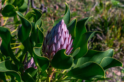 Close-up of pink flowering plant