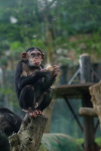 Close-up of monkey sitting on tree