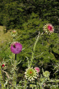 Close-up of purple flowering plant on field