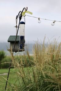 Bird perching on a field