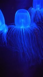 Close-up of jellyfish swimming in sea