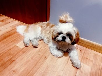 High angle view of dog on hardwood floor