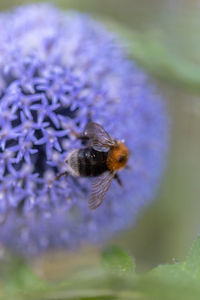 Close-up of bee pollinating on purple flower