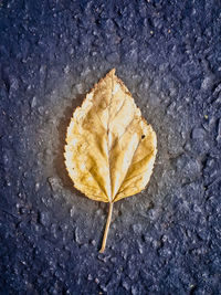 Close-up of leaves on ground