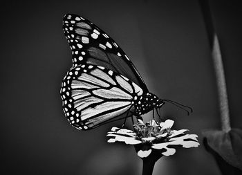 Close-up of butterfly on flower