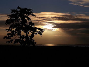 Silhouette tree on beach against sky during sunset