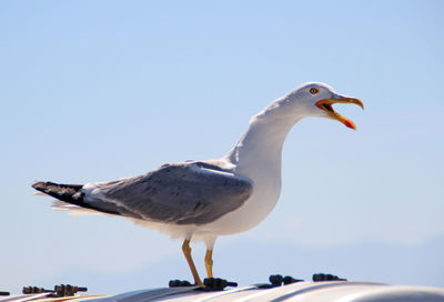 Close-up of seagull perching against clear sky