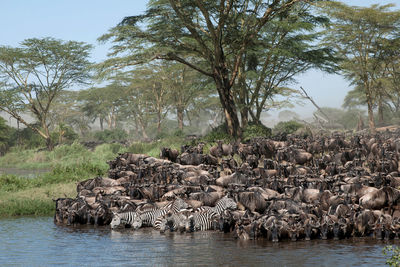 Acacia Tree