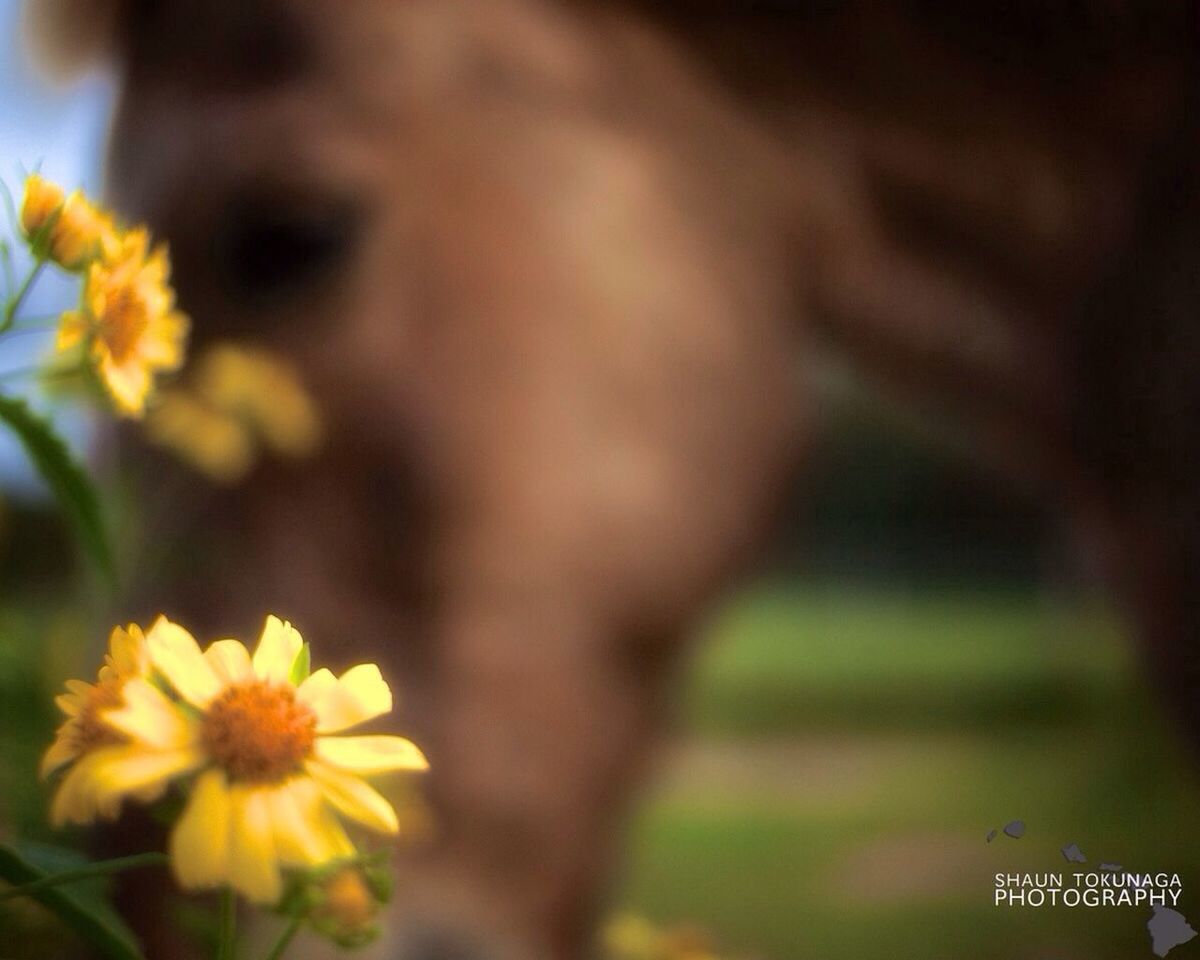 flower, focus on foreground, petal, yellow, fragility, freshness, close-up, growth, flower head, beauty in nature, blooming, plant, selective focus, nature, stem, park - man made space, in bloom, outdoors, day, no people