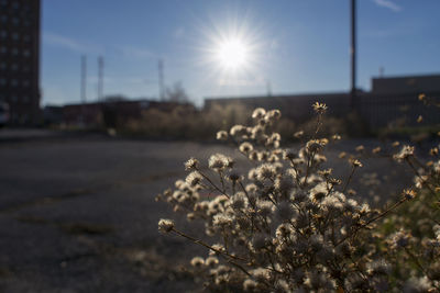 Close-up of fresh flower tree against sky