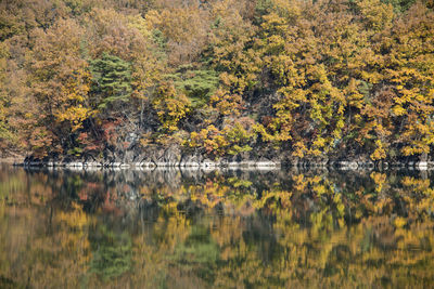 Scenic view of lake in forest during autumn