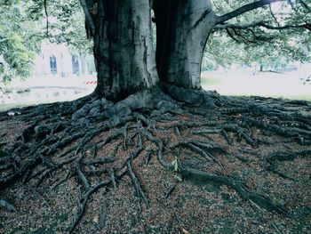 View of tree trunk