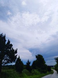 Low angle view of trees against sky