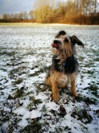 Close-up of dog in snow