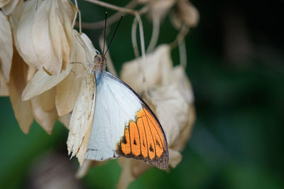 Close-up of butterfly pollinating on flower