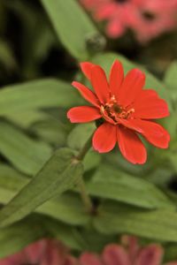 Close-up of red flower blooming outdoors