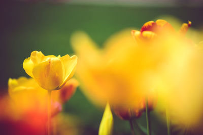 Close-up of yellow flowers